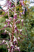 Nelle terre di Matilde - Sentiero da Valestra a Carpineti: Barbone adriatico (Himantoglossum adriaticum) Orchidacee